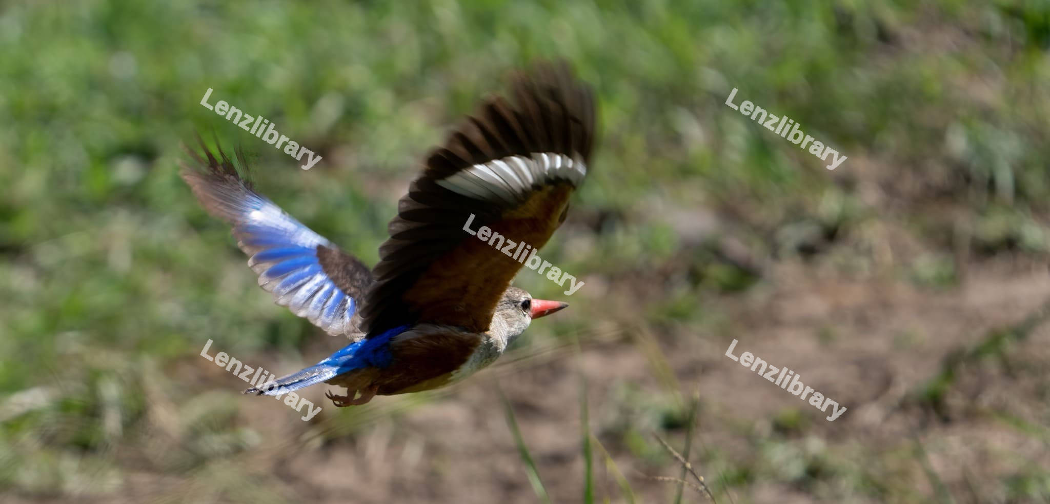 Grey-Headed Kingfisher